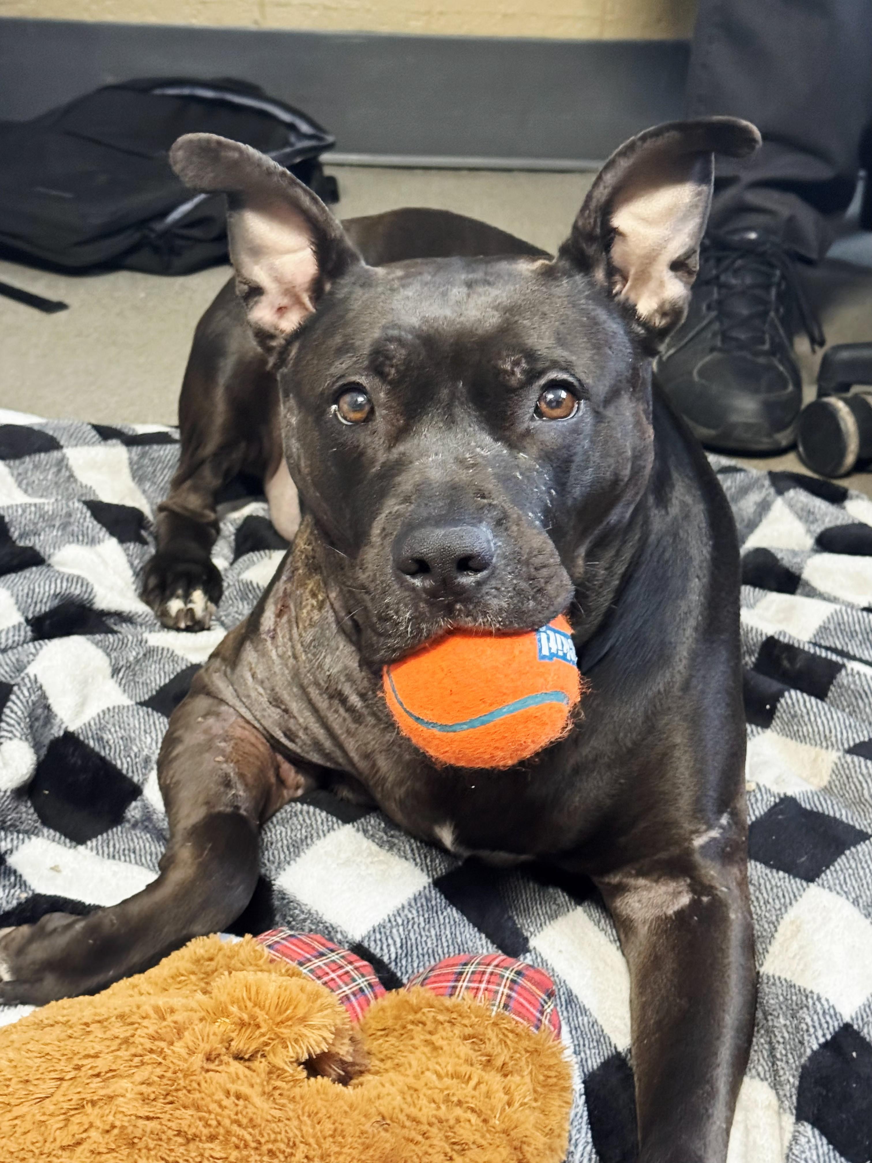 Pepper, a ADOPTABLE mixed breed in Perth Amboy, NJ image 1/3