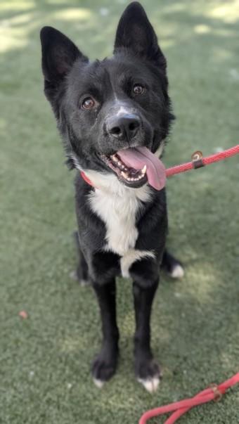 Enlarge LEO, a Adoptable Australian Shepherd in Chatsworth, CA image 1/1