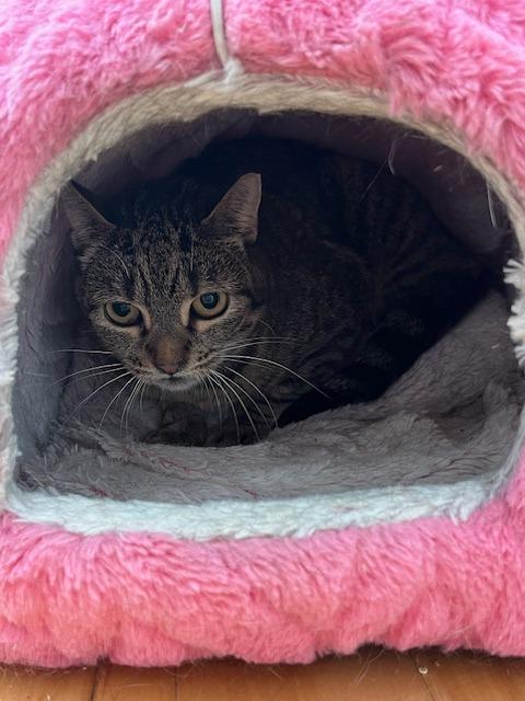 Enlarge Aggie, a Adoptable mixed breed in Pawtucket, RI image 2/5