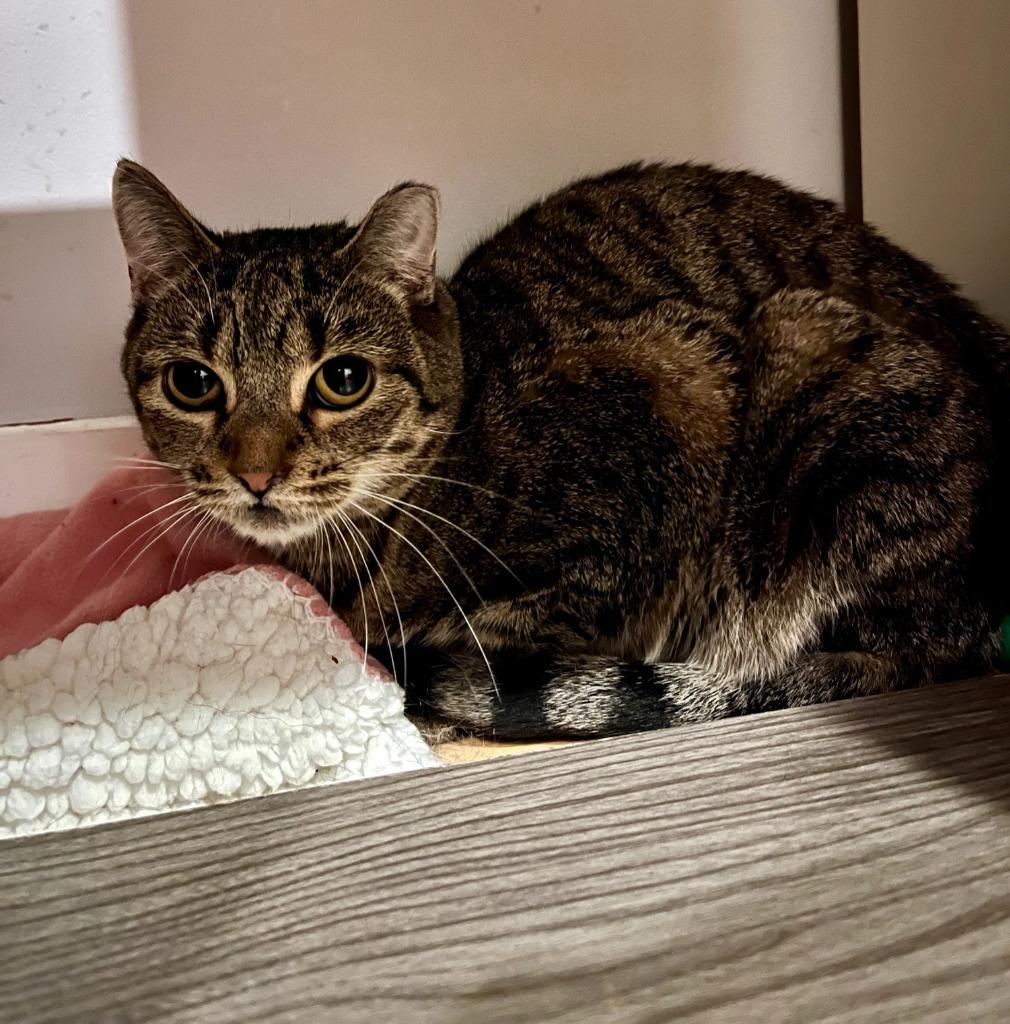 Enlarge Aggie, a Adoptable mixed breed in Pawtucket, RI image 3/5