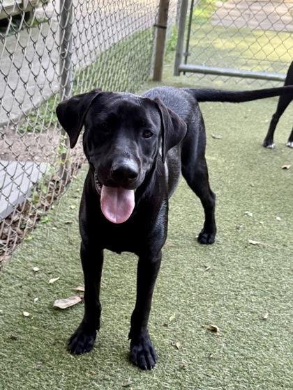 Rhett, Adoptable, Young Male Labrador Retriever & Mixed Breed.