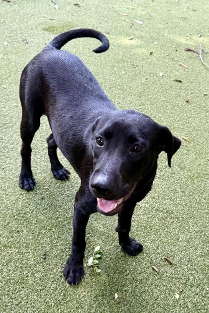 Rhett, a Adoptable mixed breed in Picayune, MS image 2/3