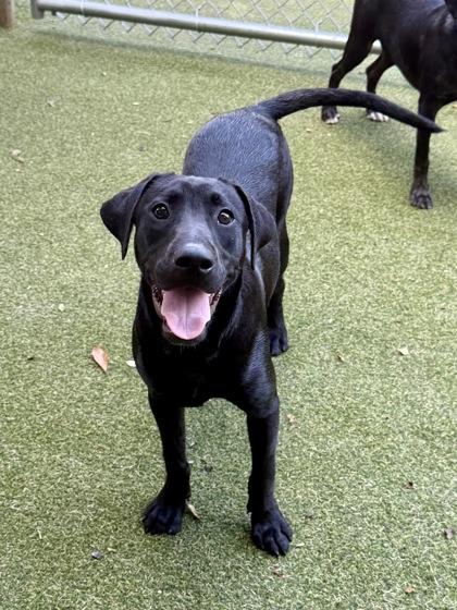 Rhett, a Adoptable mixed breed in Picayune, MS image 3/3