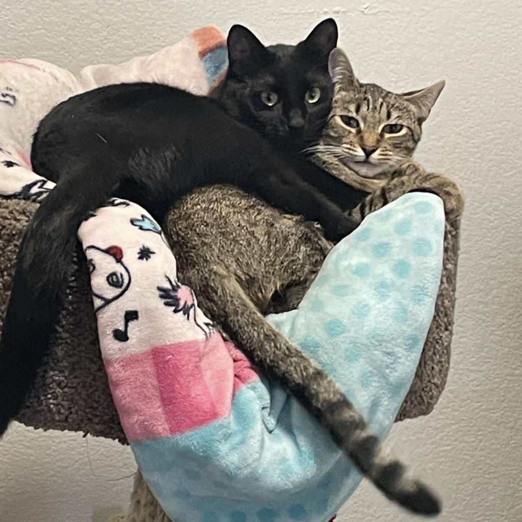 Maddie, Adoptable, Adult Female Domestic Short Hair & Domestic Short Hair.