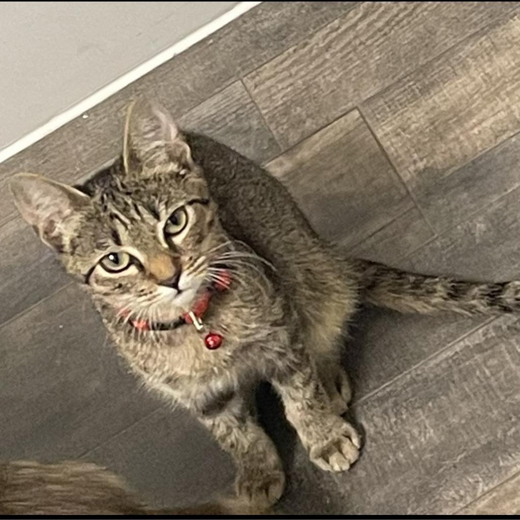 Enlarge Maddie, a Adoptable mixed breed in San Antonio, TX image 2/6