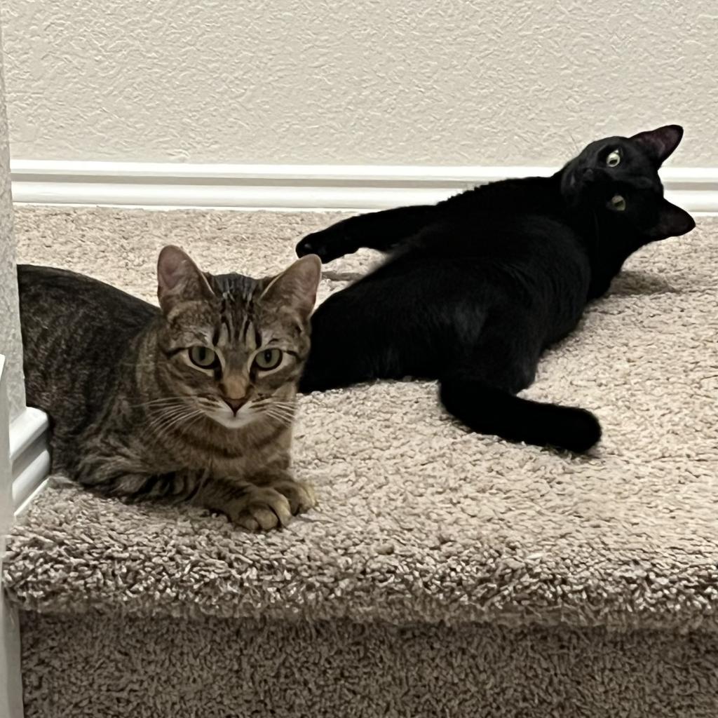 Enlarge Maddie, a Adoptable mixed breed in San Antonio, TX image 3/6