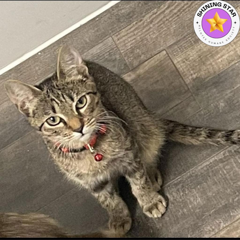 Enlarge Maddie, a Adoptable mixed breed in San Antonio, TX image 4/6