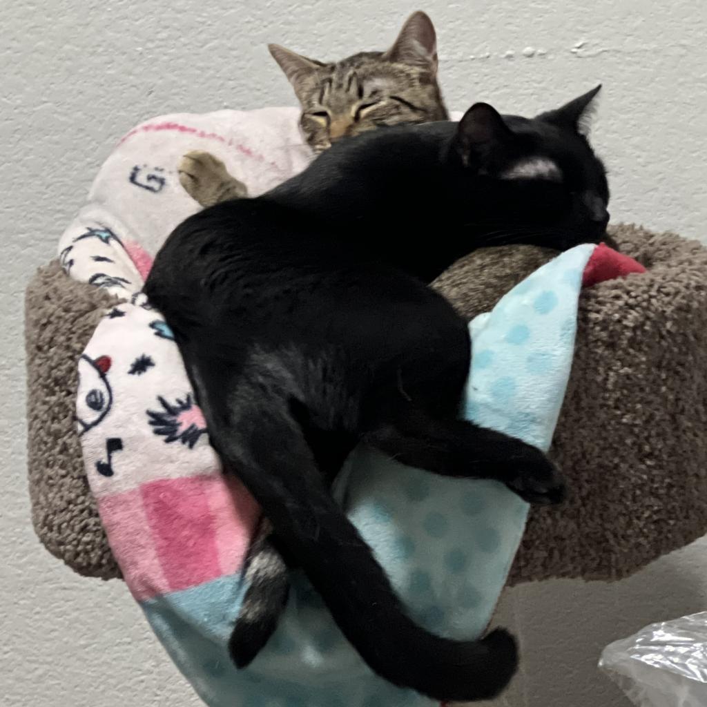 Enlarge Maddie, a Adoptable mixed breed in San Antonio, TX image 6/6