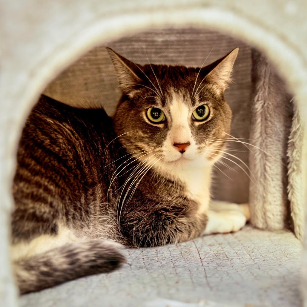 Enlarge Pluto, a Adoptable Domestic Short Hair in Las Vegas, NV image 2/3