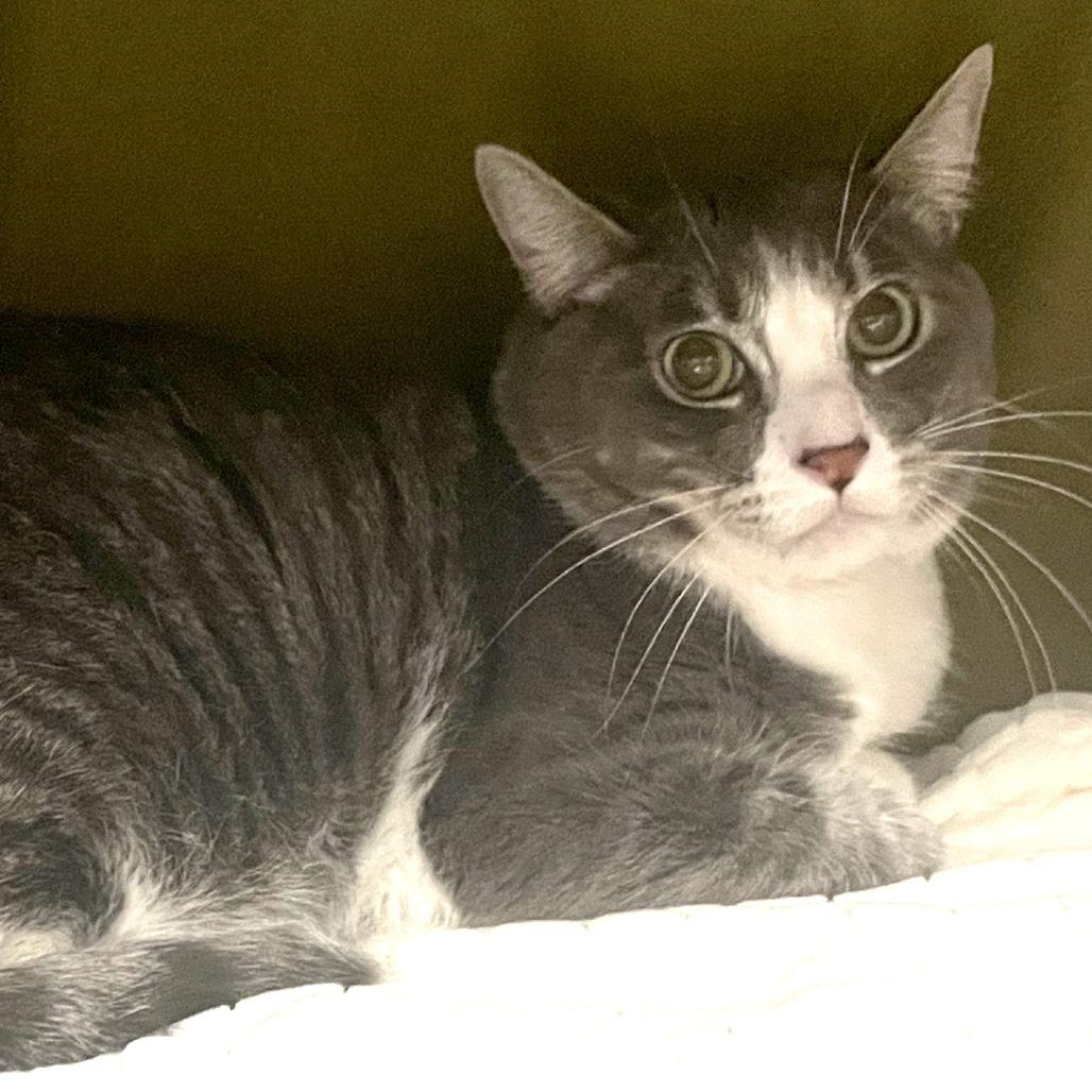 Pluto, Adoptable, Adult Male Domestic Short Hair.