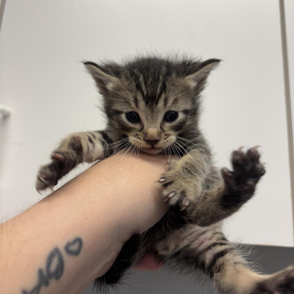Waffles, Adoptable, Kitten Male Domestic Short Hair.