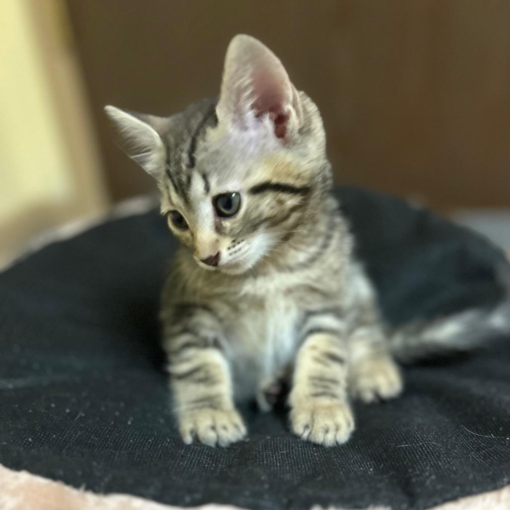 Enlarge Waffles, a Adoptable Domestic Short Hair in Spokane, WA image 2/2