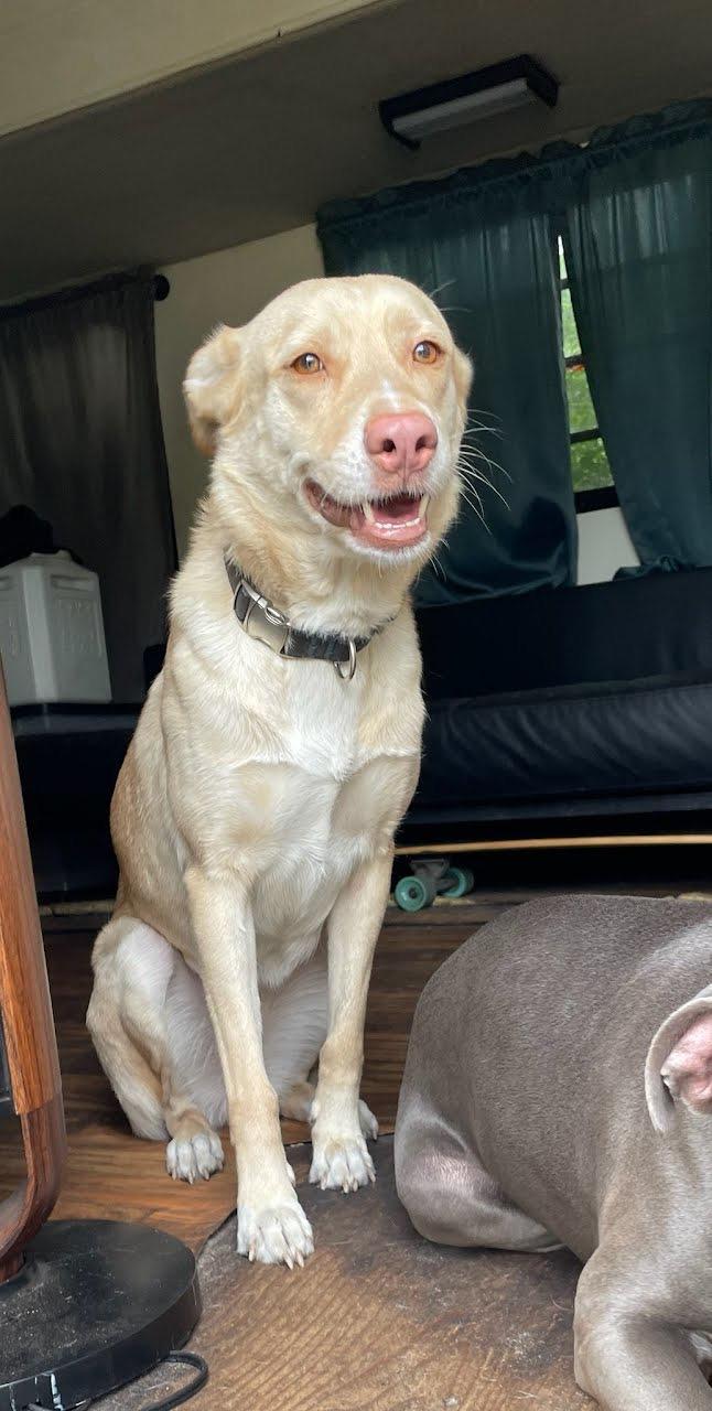 Enlarge Suki, a Adoptable mixed breed in Rockledge, FL image 1/1