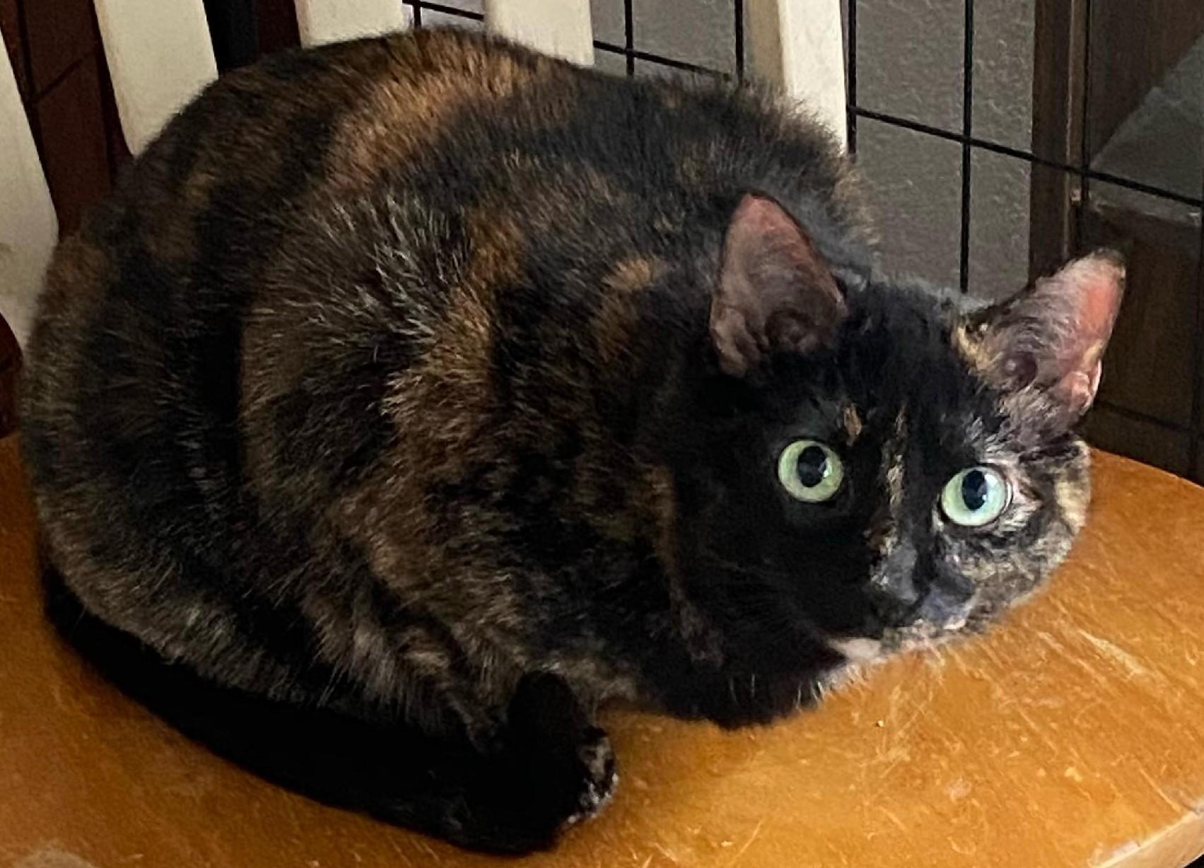 Sadie, an adoptable Tortoiseshell, Siamese in Waverly, IA, 50677 | Photo Image 3