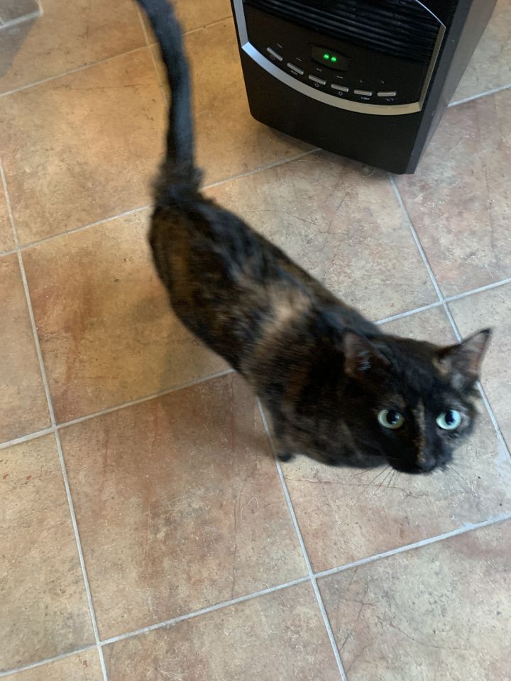 Sadie, an adoptable Tortoiseshell, Siamese in Waverly, IA, 50677 | Photo Image 6