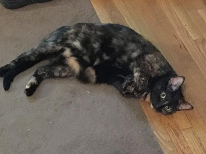 Sadie — thumbnail 4