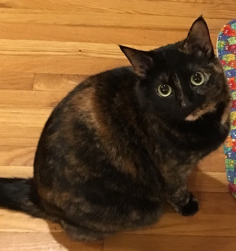 Sadie, an adoptable Tortoiseshell, Siamese in Waverly, IA, 50677 | Photo Image 1