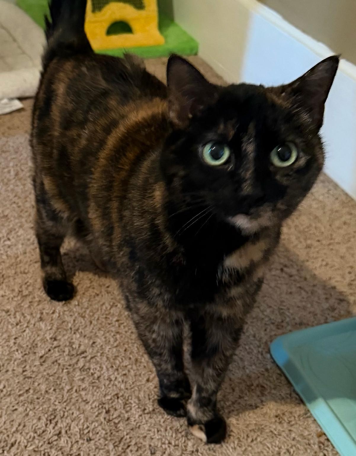 Enlarge Sadie, a Adoptable mixed breed in Waverly, IA image 1/6