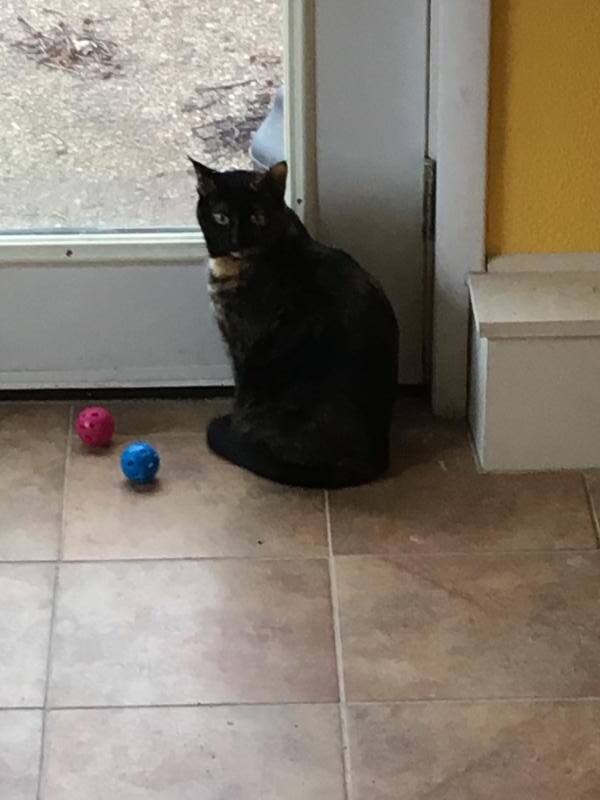 Enlarge Sadie, a Adoptable mixed breed in Waverly, IA image 12/12