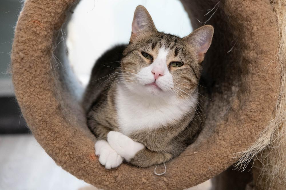 Enlarge Lady, a Adoptable mixed breed in Harpers Ferry, WV image 1/6