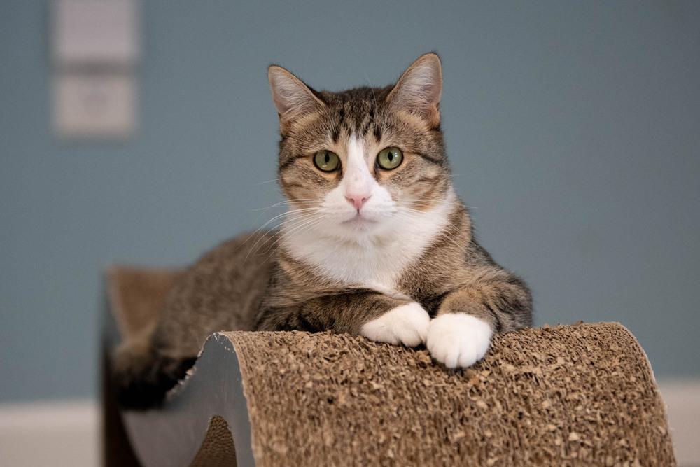 Enlarge Lady, a Adoptable mixed breed in Harpers Ferry, WV image 2/6