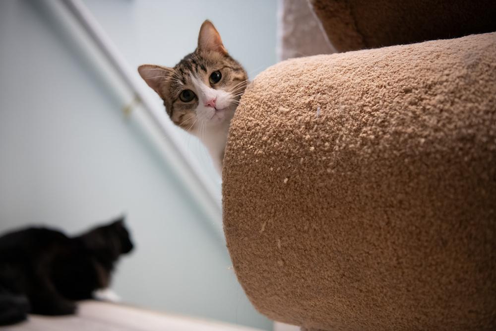 Enlarge Lady, a Adoptable mixed breed in Harpers Ferry, WV image 3/6