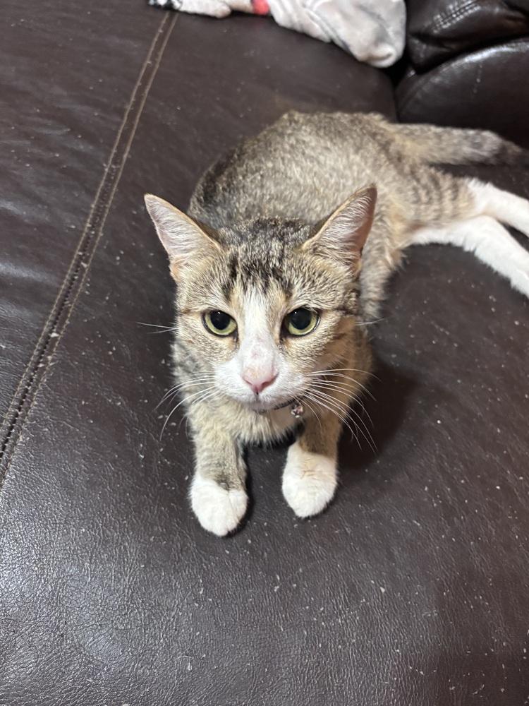 Lady, Adoptable, Young Female Domestic Short Hair.