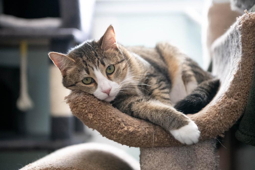 Enlarge Lady, a Adoptable mixed breed in Harpers Ferry, WV image 4/6