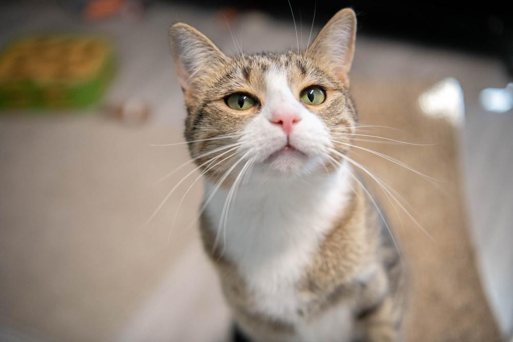 Enlarge Lady, a Adoptable mixed breed in Harpers Ferry, WV image 5/6