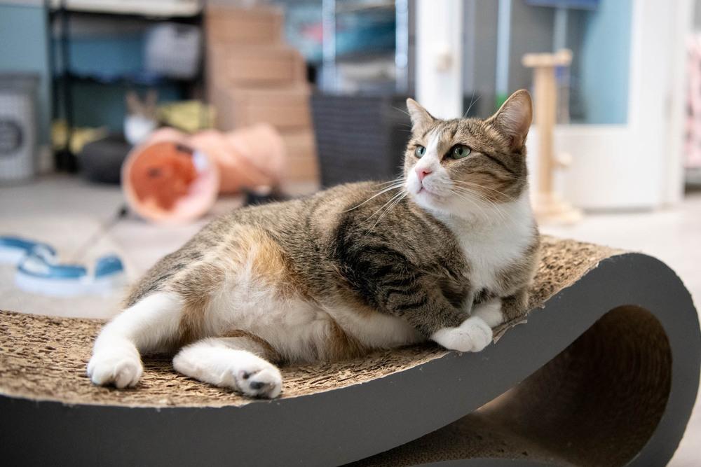 Enlarge Lady, a Adoptable mixed breed in Harpers Ferry, WV image 6/6