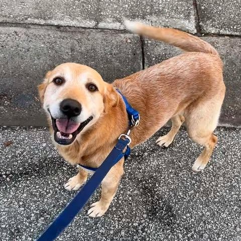 Willy, an adopted Golden Retriever in Wando, SC image 1/5