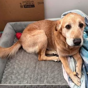 Willy, an adopted Golden Retriever in Wando, SC image 4/5