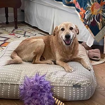 Willy, an adopted Golden Retriever in Wando, SC image 2/5
