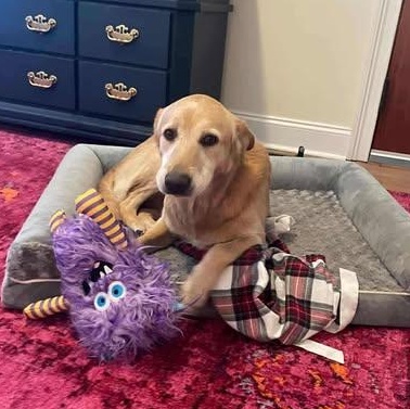 Willy, an adopted Golden Retriever in Wando, SC image 3/5