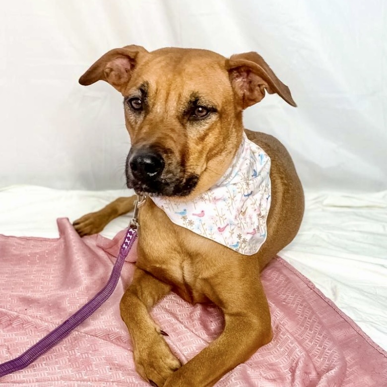 Bonnie, a Adopted Rhodesian Ridgeback in Punta Santiago, PR image 5/5