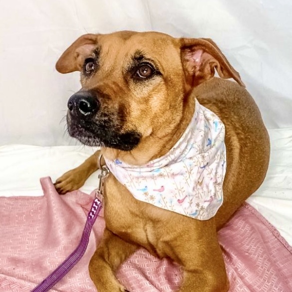 Bonnie, a Adopted Rhodesian Ridgeback in Punta Santiago, PR image 4/5