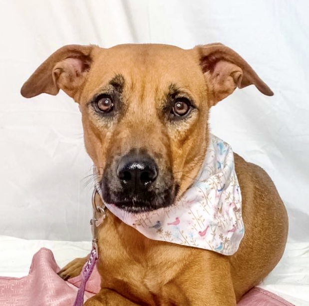 Bonnie, Adopted, Young Female Rhodesian Ridgeback.