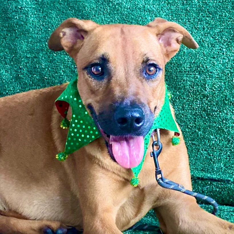 Bonnie, a Adopted Rhodesian Ridgeback in Punta Santiago, PR image 3/5