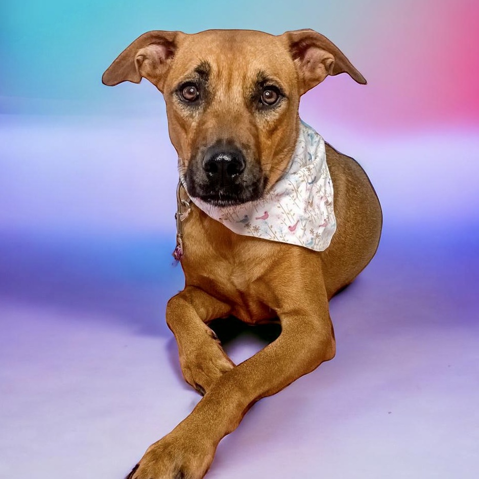 Bonnie, a Adopted Rhodesian Ridgeback in Punta Santiago, PR image 2/5