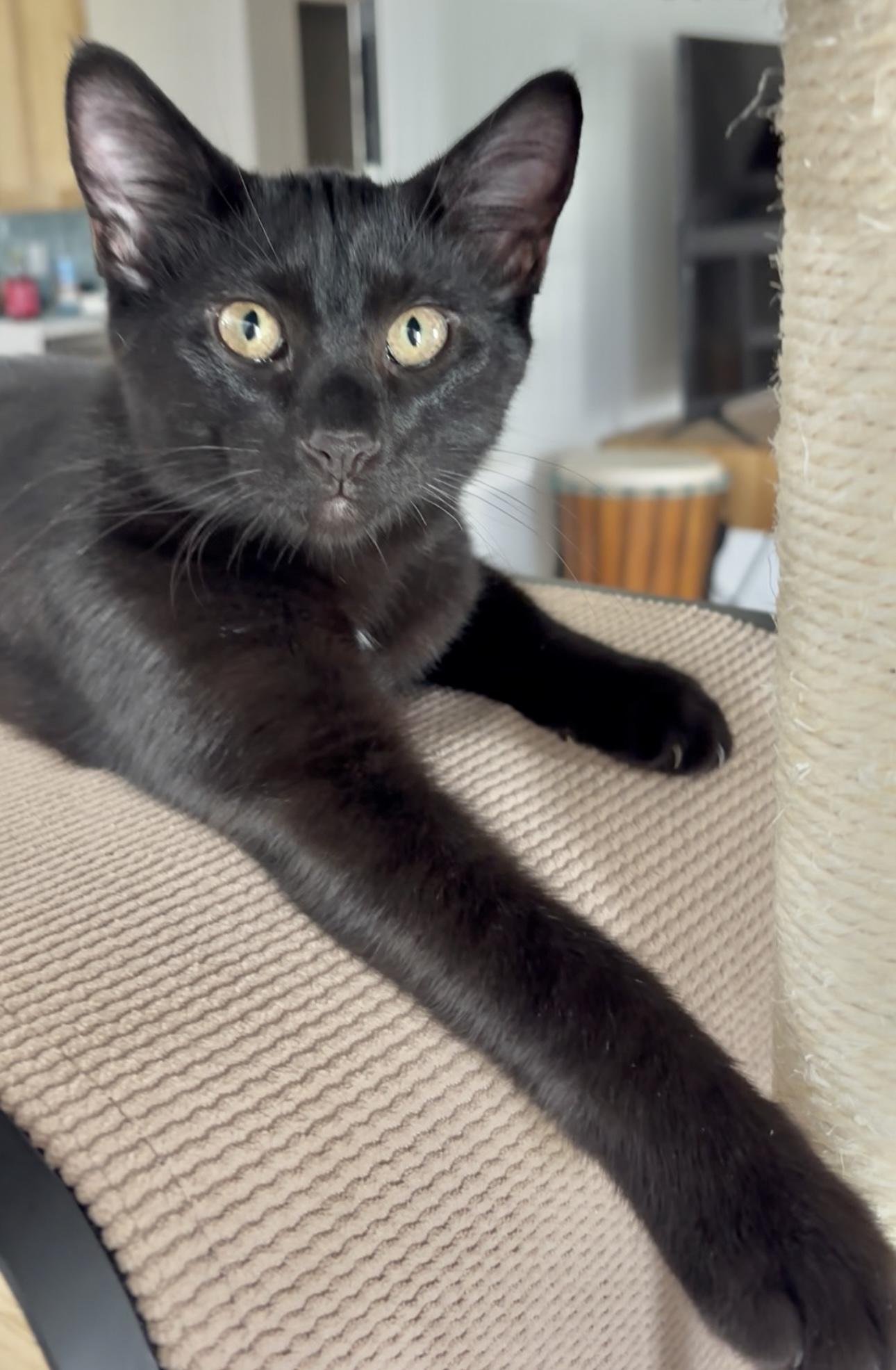 Enlarge Pierre (LOVER-boy) *VIDEO*, a Adoptable Domestic Short Hair in Daytona Beach, FL image 3/4