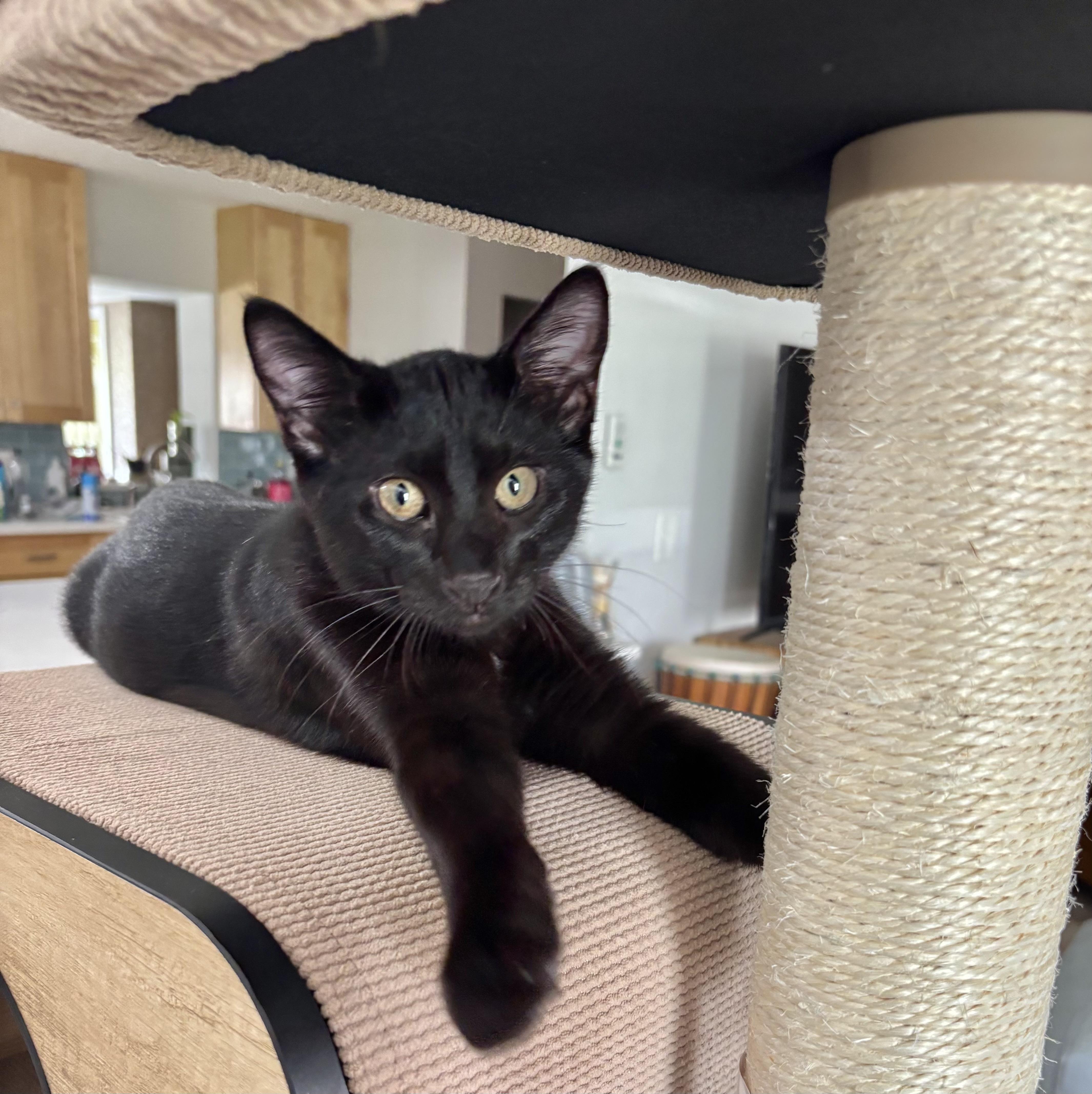 Pierre (LOVER-boy) *VIDEO*, Adoptable, Kitten Male Domestic Short Hair.