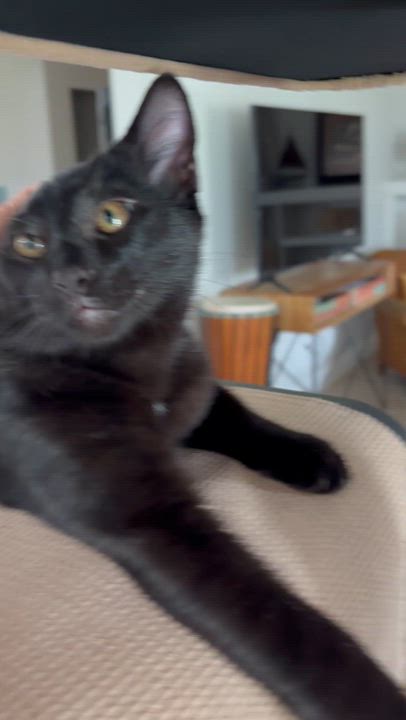 Enlarge Pierre (LOVER-boy) *VIDEO*, a Adoptable Domestic Short Hair in Daytona Beach, FL video 4/4