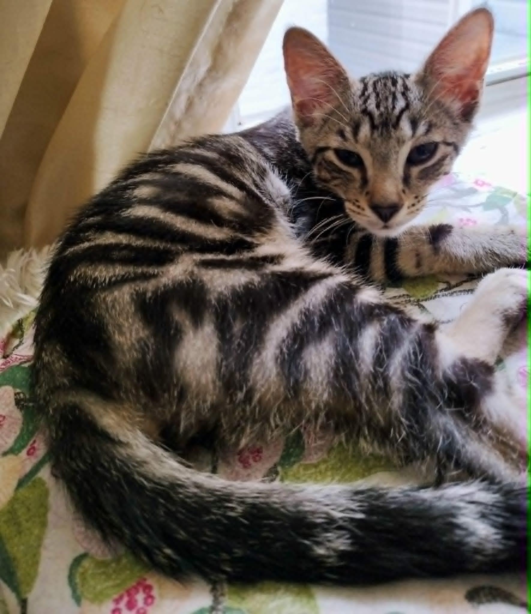 Wee Bairn, ADOPTABLE, Kitten Male Tabby.