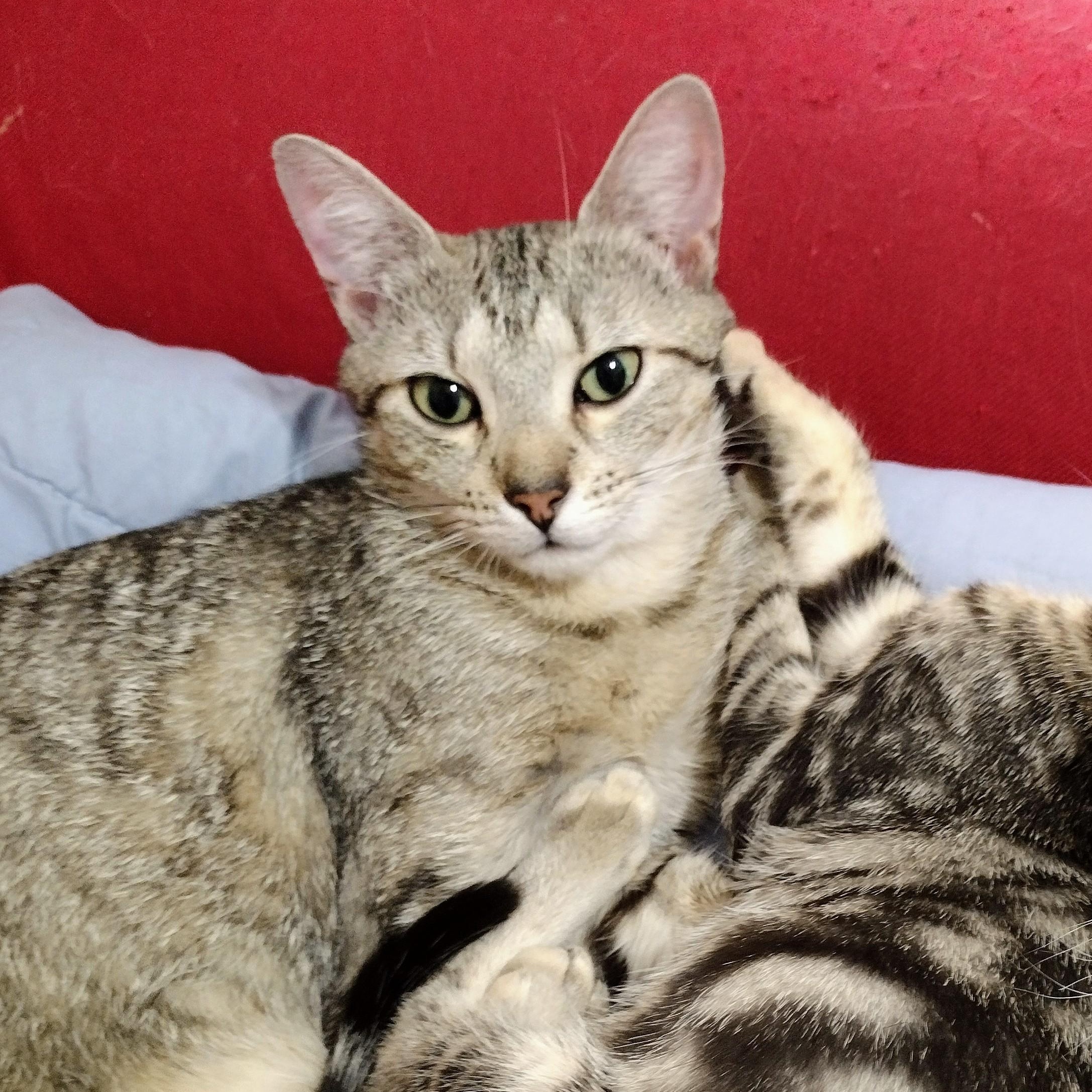 Enlarge Wee Bairn, a ADOPTABLE Tabby in Brooklyn, NY image 2/6