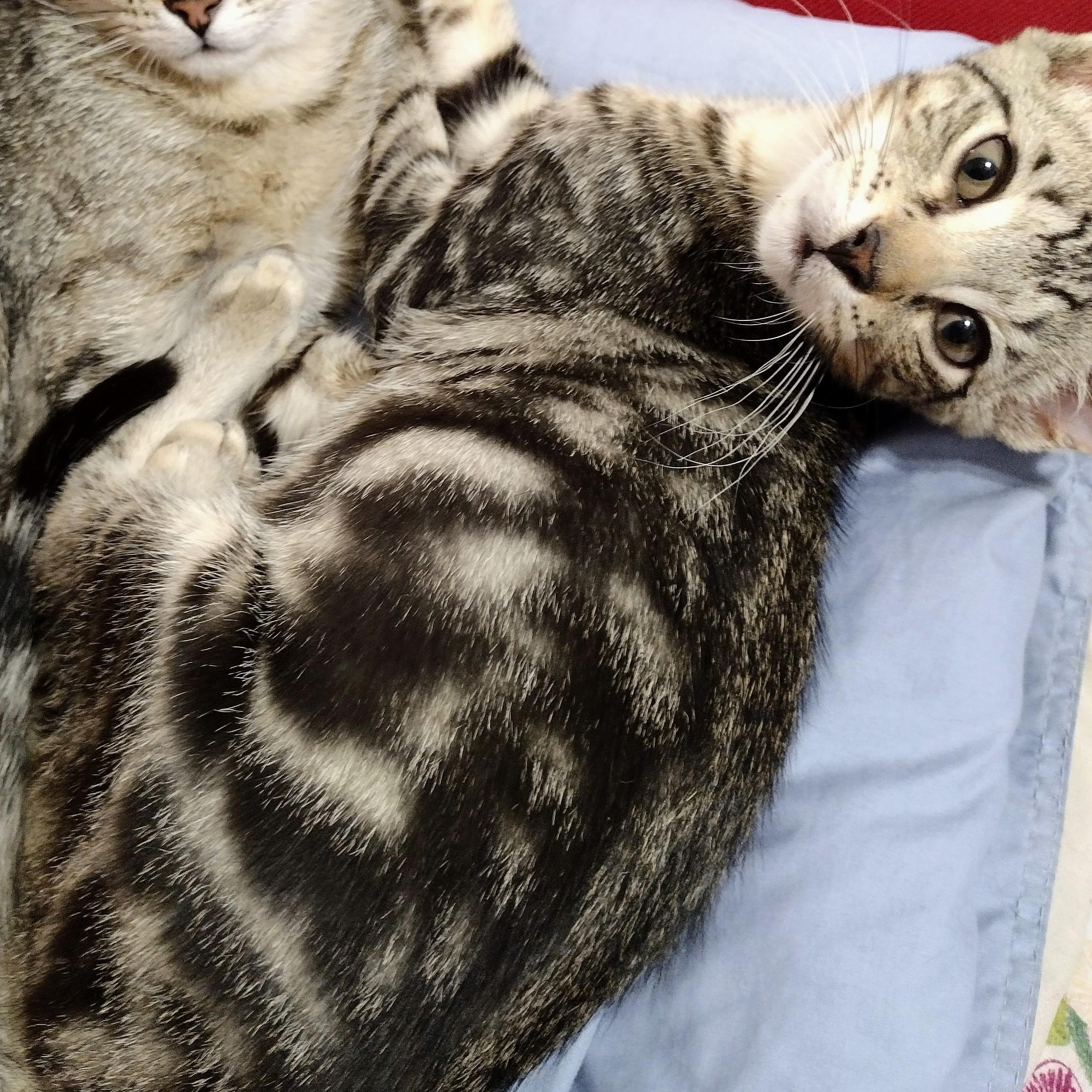 Enlarge Wee Bairn, a ADOPTABLE Tabby in Brooklyn, NY image 2/6
