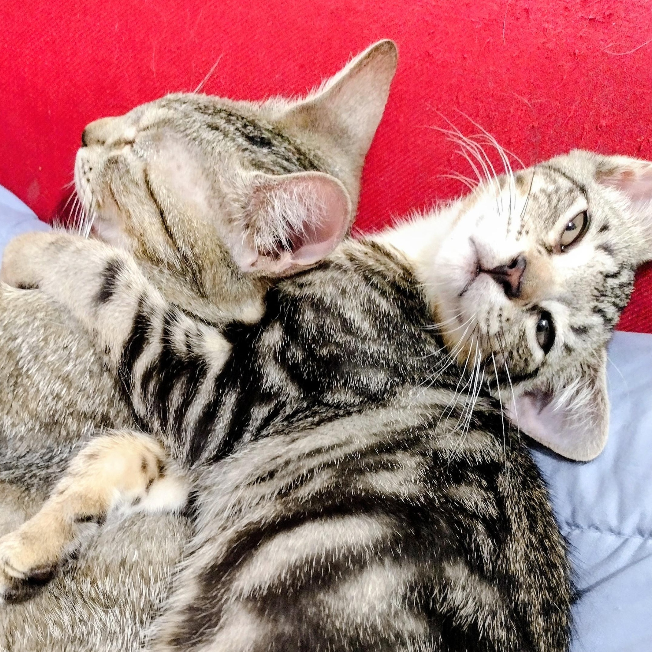 Enlarge Wee Bairn, a ADOPTABLE Tabby in Brooklyn, NY image 6/6