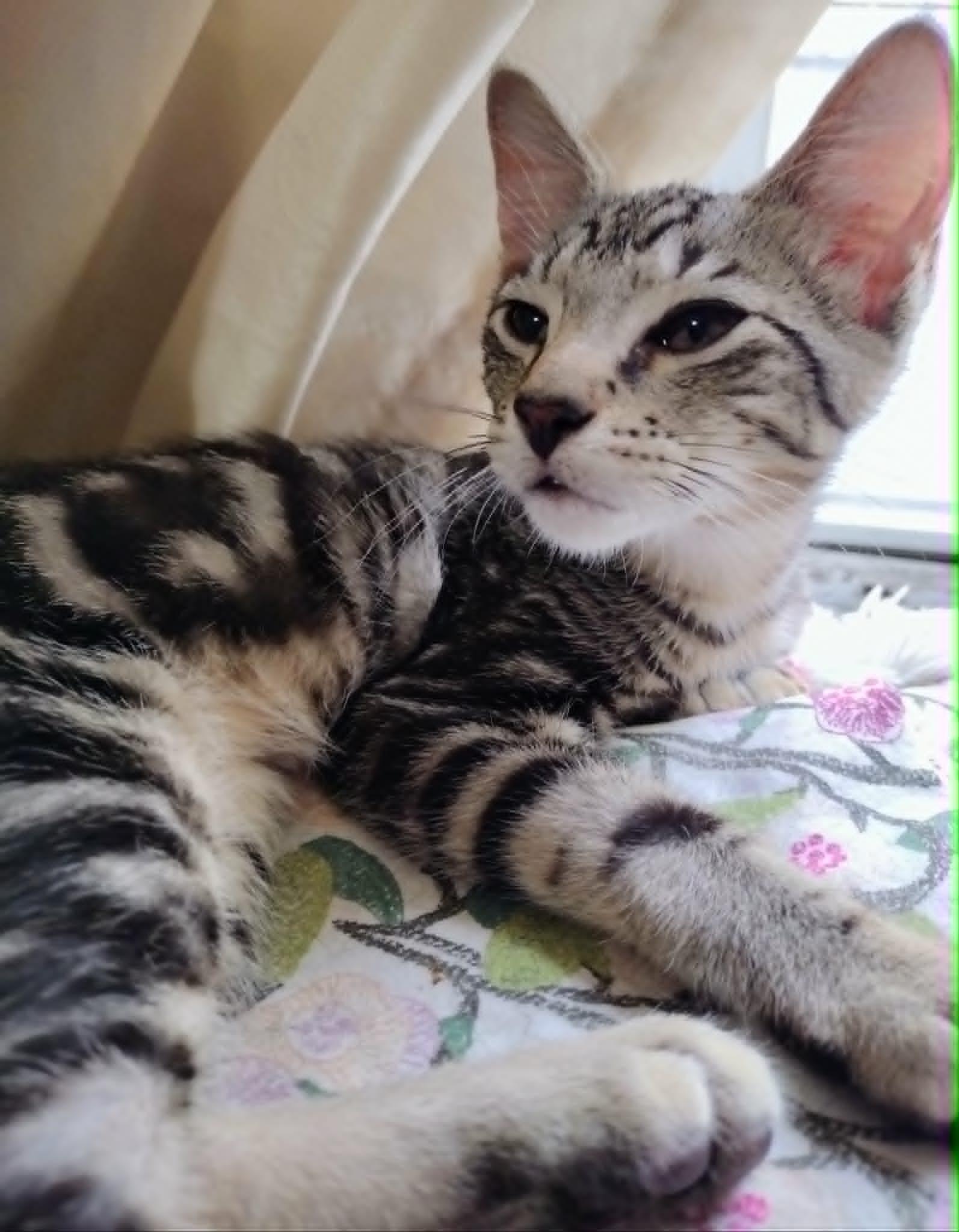 Enlarge Wee Bairn, a ADOPTABLE Tabby in Brooklyn, NY image 4/6