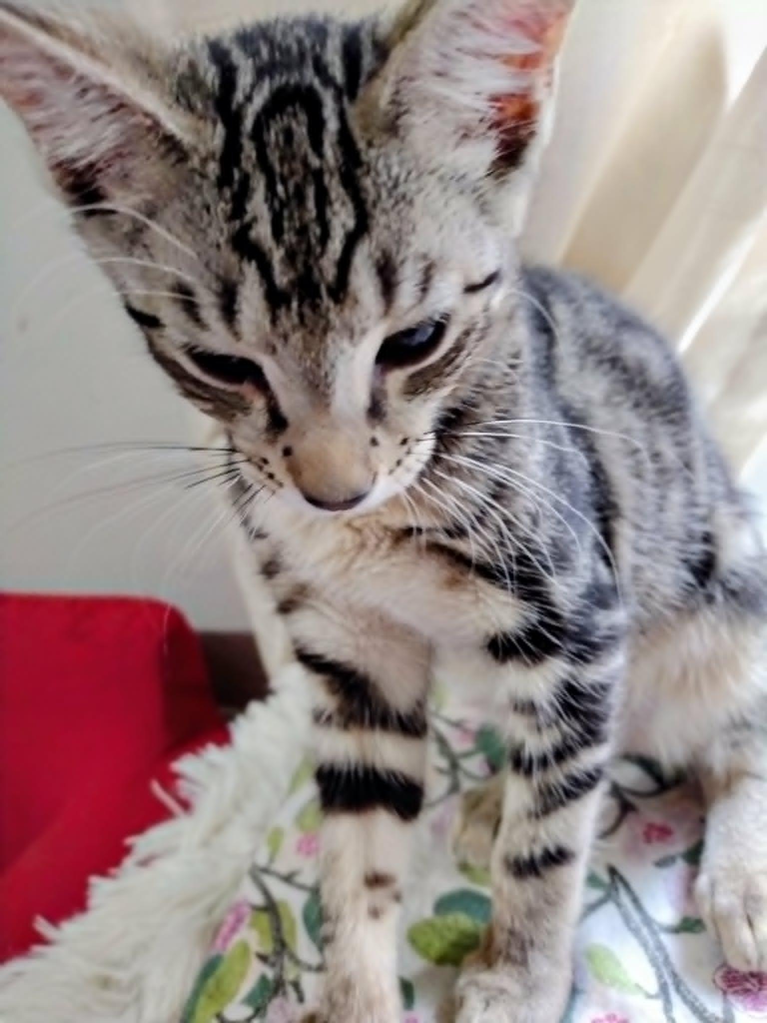Enlarge Wee Bairn, a ADOPTABLE Tabby in Brooklyn, NY image 5/6