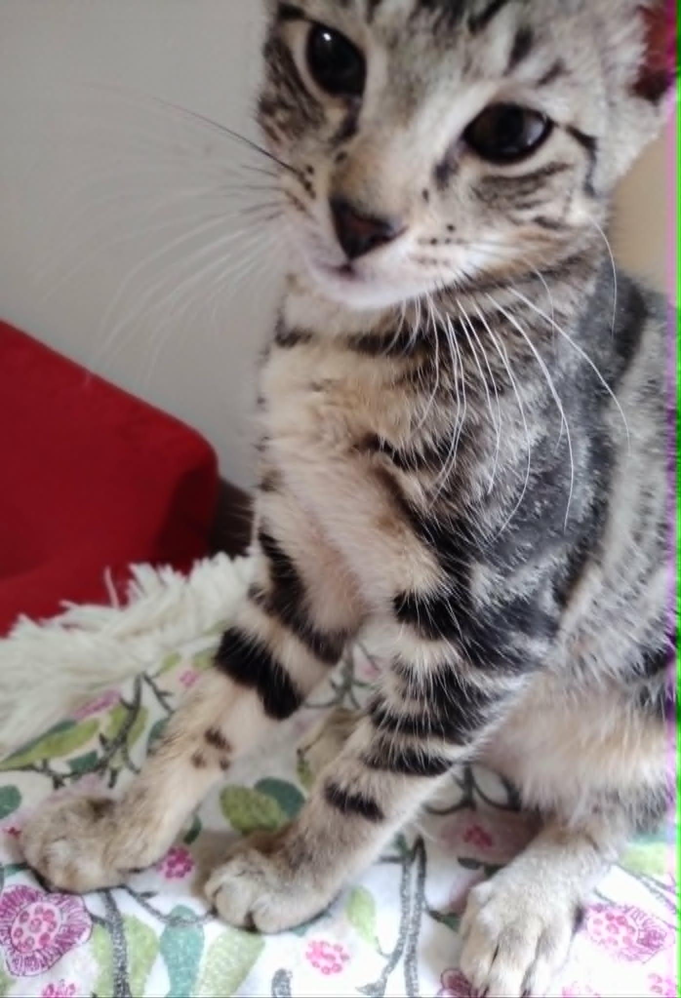 Enlarge Wee Bairn, a ADOPTABLE Tabby in Brooklyn, NY image 6/6