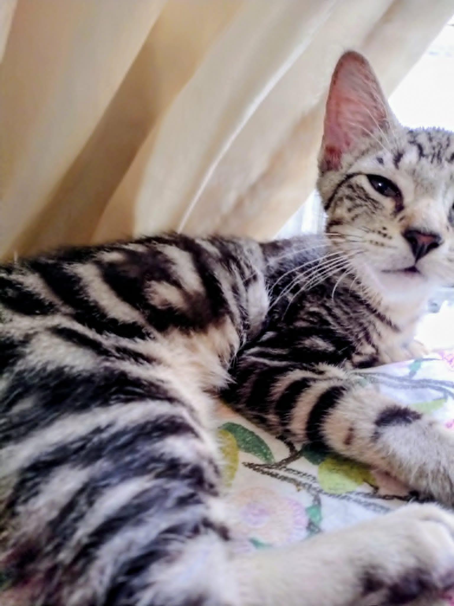 Wee Bairn, ADOPTABLE, Kitten Male Tabby.